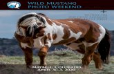 Wild Mustang Photo Weekend · Wild Mustang Photo WeekendLake Clark Maybell, Colorado April 30-3, 2020 + Witness the 2020 Great American ... out to Dinosaur National Monument 45-minutes
