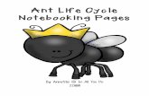 Ant Life Cycle Notebooking Pages - Home - In All You Do...Ants Kingdom _____ Phylum _____ Class _____ Order