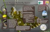 Island Marble Butterfly Basics - United States Fish and ... Marble Butterfly Basics Poster.pdfThe island marble butterfly was believed to be extinct for 90 years. After disappearing