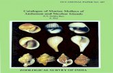 Catalogue of M,arine Mollucs of Andaman and …faunaofindia.nic.in/PDFVolumes/occpapers/187/index.pdfSubba Rao (1977), Subba Rao (1971, 1980), and Subba Rao and Dey. (1984, 1986).