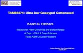 TAM66274: Ultra-low Gossypol Cottonseed Keerti S. Rathore · 2019-08-02 · TAM66274: Ultra-low Gossypol Cottonseed Keerti S. Rathore Institute for Plant Genomics and Biotechnology