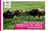 uumble in eRt hJgh RRRRRRRRRRRRR Rumble in the Jungleawsassets.panda.org/downloads/ungulate_status_report_15_july_2013_final.pdf · RRuumble in eRt hJgh RRRRRRRRRRRRR RePORt gReAteR
