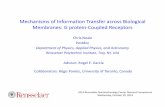 Mechanisms of Information Transfer across Biological …rnc.rpi.edu/2014Symposium/Neale, Christopher - 2014 RNC... · 2014-12-01 · Mechanisms of Information Transfer across Biological