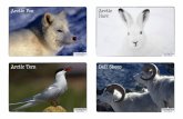 Arctic Tern Dall Sheep - Teaching Ideas · Arctic Animals Cards Author: Mark and Helen Warner Subject: Teaching Ideas () Created Date: 20120930104353Z ...