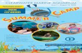 CLEARWATER MARINE AQUARIUM · Clearwater Marine Aquarium has created combination camps that infuse our popular snorkeling adventures with exciting off-site excursions and enriching