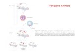 Transgenic Animalsftp.tugraz.at/pub/Molekulare_Biotechnologie/MOL_911 Molecular... · Transgenic methods The basic strategy for producing transgenic animals has not changed much over