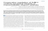 articles Cooperative regulation of AJM-1 controls ...worms.zoology.wisc.edu/reprints/ajm-1.pdf · AJM-1, the integrity of this domain is compromised. Proper AJM-1 localization requires