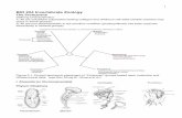 BIO 224 Invertebrate Zoologyutweb.ut.edu/.../ProtozoaHandout.F16.pdf · 1 BIO 224 Invertebrate Zoology The Protozoans Defining Characteristics: 1) All are unicellular eukaryotes lacking