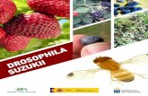 DROSOPHILASUZUKII - AgroCabildo · 2017-11-27 · como la mosca del vinagre (Drosophila melanogaster), es que tiene un oviscapto aserrado con el que pueden dañar no solo a los frutos