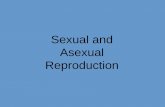 Sexual and Asexual Reproduction · •When an egg is fertilized by a sperm cell, a new cell, called a zygote, is formed. It has a full set of genetic material (DNA). - half from the