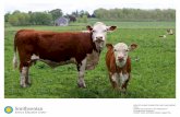 HOW DO LIVING THINGS STAY SAFE AND GROW? Smithsonian · HOW DO LIVING THINGS STAY SAFE AND GROW? Cows Smithsonian Science for the Classroom™ ...