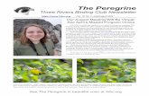 The Peregrine · Sheree Daugherty, President shereedaugherty@gmail.com 522 Avery St., Pittsburgh, PA 15212 Suggest or volunteer to lead outings to: Steve Thomas, Outings Director