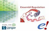 Ensembl Regulation - Genome.gov · Ensembl Regulation The goal of Ensembl Regulation team is to annotate the genome with features that may play a role in the transcriptional regulation