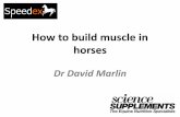 How to build muscle in horses - Speedex · To build muscle a horse must be getting more energy from feed than it is using each day . You cannot build muscle without the right nutrition