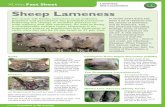 Fact Sheet Lameness and Locomotion Sheep Lameness · 2017-07-21 · XLVets Sheep Lameness Lameness and Locomotion LL XLVets Commited to UK farming.Go to For further information contact