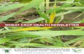 WHEAT CROP HEALTH NEWSLETTER - IIWBR...Wheat Crop Health Newsletter, Volume 25 , (2019 -20 ), Issue : 2 2 Summary The prevailing weather conditions viz. mean temperature range from