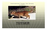 the TOYGER · tiger. Temple tiny and in domestics pattern light tabby Toyger head markings and pattern. Circular markings Other than the tiger known in o' tabby markings (radiating