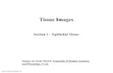 Tissue Imagesimages.pcmac.org/.../Tissue_ppt_Images_(1).pdf · epithelium Stratified squamous epithelium Transi- tional epithelium Transitional epithelium (e) Diagram: Stratified