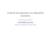 ABriefIntroduc/ontoZebraﬁsh Genecs - Washington University Department of Geneticsgenetics.wustl.edu/bio5491/files/2012/01/Monk_ZF... · 2012-08-20 · Producon"of"homozygous"diploid"