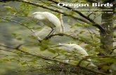 Contents of - Oregon Birding Association · birding in Oregon. Local New ansd Notes includes loca informatiol (nen w checklists, new birding sites even, information)t . Deadline for