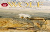 WOLVES OF THE HIGH ARCTIC, page 4An arctic wolf on Ellesmere Island, summer 2006. Photo by Nancy Gibson. Read about the wolves of Ellesmere Island on page 4. Departments Sherry Jokinen