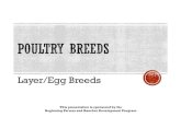 Layer/Egg Breeds - Department of Poultry Sciencepoultry-science.uark.edu/_resources/PDFs/...Breeds like Leghorns and Minorcas don’t get broody, so make sure you’ve got an incubator