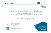 Towards drafting National Action Plans for …Towards drafting National Action Plans for conservation of Cetaceans and Sea Turtles in Slovenia 1 Institute for Biodiversity StudiesScience