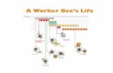 A Worker Bee's Life 0 2 4 b 10 12 14 1b 20 22 24 2b 30 32 ... · A Worker Bee's Life 0 2 4 b 10 12 14 1b 20 22 24 2b 30 32 34 3b 40 42 Nursing and Serving Cleaning Fanning Guarding