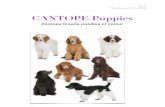 CANTOPE Puppies€¦ · Puppies ready for their new homes August 7th, 2020. Title: Available Puppies Created Date: 6/11/2020 8:37:56 PM ...