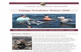 Tidings Newsletter Winter 2020 - Florida State University · the voracious oyster predator, the Florida crown conch (Melongena corona). Her data on their reproduction will prove invaluable