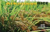 Arkansas Rice Production Handbook - MP192 · North Arkansas, 208½ Main Street, Jackson County Extension Office, Newport, AR 72112 (e-mail: lschmidt@uaex.edu). Dr. Bob Scott, Professor