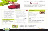 Living Healthy in Florida- Rooting for a healthy heart · Beet juice can be used to test the acidity of a liquid. Choose medium-sized or smaller beets for a sweeter-tasting vegetable.