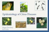 Epidemiology of Citrus Diseases · Epidemiology of Citrus Diseases Megan Dewdney PLP 5115c. What is Epidemiology? oThe study of epidemics Change in disease intensity in a host population