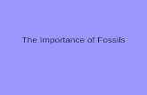 The Importance of Fossils...Scientists look at many kinds of data to try to piece together the ... us how living things have changed over time. Fossil record • Layers of sedimentary