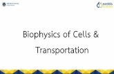 Biophysics of Cells & Transportationdoccdn.simplesite.com/.../Biophysics_cell_Dnamics_12Sep2019.pdf · Transport Membrane Mechanisms are responsible for movement of water and solutes