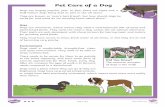 Pet Care of a Dog · Pet Care of a Dog Questions 1. How do we know dogs are a popular pet in the UK? 2. Describe what and how you would feed a dog. 3. Name two factors which might