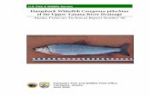 Humpback Whitefish Coregonus pidschian · Alaska Fisheries Technical Report Number 90 U.S. Fish and Wildlife Service, April 2006 Author: Randy J. Brown is a fisheries biologist with
