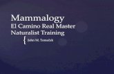 El Camino Real Master Naturalist Trainingtxmn.org/elcamino/files/2010/03/TMN-Mammalogy-Pres.pdf · Only true flying mammals Amazing Adaptations for Flight and Locations of prey. 2nd