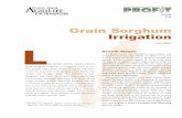 Grain Sorghum Irrigation - Texas A&M University · Grain Sorghum Irrigation Leon New* Growth Stages Sorghum water use is highest just before and during the booting stage. Plants are