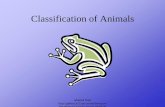 Classification of Animals - Denton Independent School District · Classification of Animals Author: MOREnet Created Date: 3/29/2011 3:16:14 PM ...