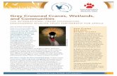 Grey Crowned Cranes, Wetlands, and Communities€¦ · Crowned Cranes back to the wild at Akagera National Park, and applying the lessons learned from this successful approach to