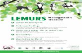 LEMURS Madagascar’s Treasure · Lemurs are Madagascar’s treasure and we need to protect them! Want To Find Out More? Learn more about how to protect lemurs and how to report illegal