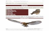 Owls - WildlifeCampus · Owls The final group of birds we are going to examine falls into a category that is often overlooked as being birds of prey, the owls. Twelve species of owl