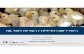 Past, Present and Future of Salmonella Control in Poultry Health/Past... · 2019-04-18 · Committee on Poultry and other Avian SpeciesReports •Egg Layers–Food Safety, Foreign
