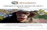 conservation at a chimp sanctuary Jane Goodall once called ... · Chimpanzees are social animals with strong family bonds. They live in large groups of 25 or more, and female chimpanzees