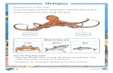 Octopus · Octopus Page 2of visit twinkl.com Glossary diet - The food an animal eats. habitat - An animal’s home or the type of place it lives in. invertebrate - A type of animal