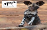 African Wildlife Conservation Fundafricanwildlifeconservationfund.org/wp-content/uploads/2019/03/Ann… · The African Wildlife Conservation Fund (AWCF) has been working on site in