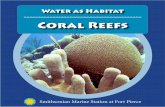 Coral Reefs - COSEE Florida · the ocean depends on coral reefs for survival. A coral reef habitat serves as a nursery for all kinds of young creatures that may move out to the open
