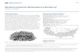 Berberis julianae Winterberry Barberryedis.ifas.ufl.edu/pdffiles/FP/FP06500.pdf · 2015-05-05 · Berberis gagnepainii, black barberry, has flower and fruit similar to wintergreen