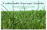 Colorado Forage Guide - tra.extension.colostate.edu · Wheatgrass, Crested 23 Wheatgrasses, Intermediate and Pubescent 24 Wheatgrass, Newhy 25 Wheatgrass, Tall 25 Wheatgrass, Thickspike